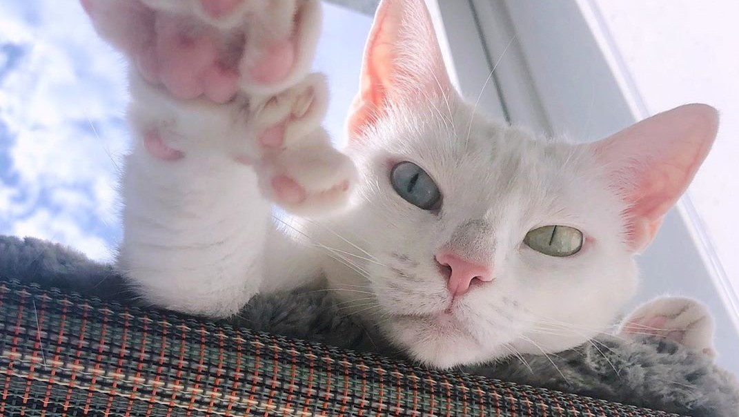 Νέα Υόρκη: H γάτα που έγινε viral για τα έξτρα δάχτυλα στα πόδια της (φωτό)