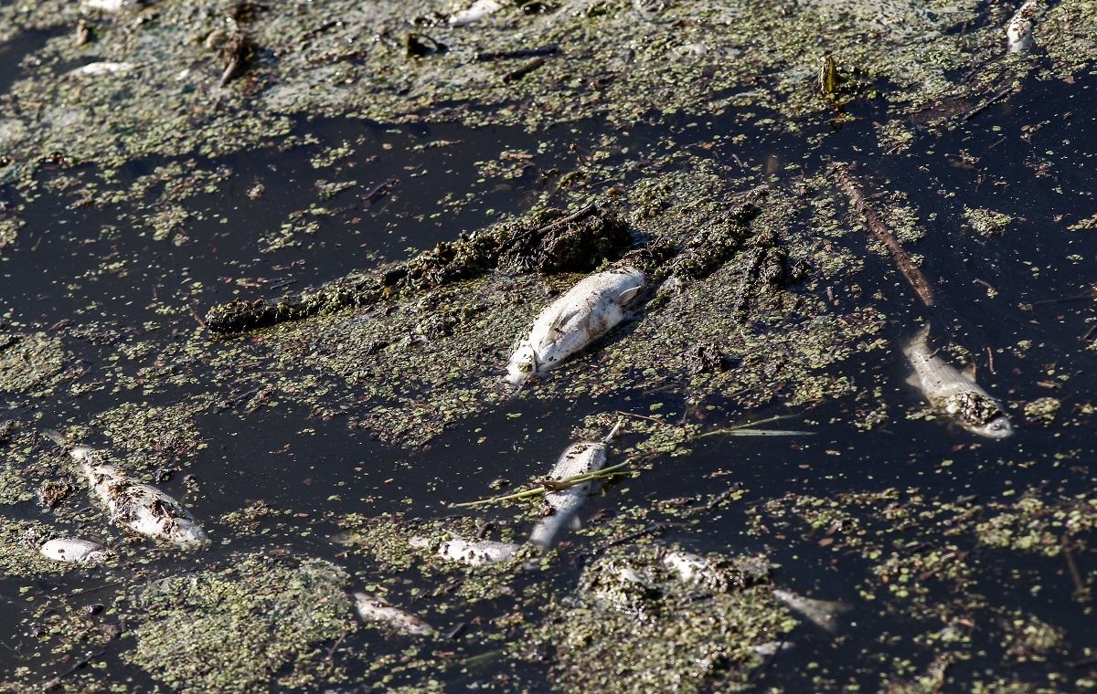 Λάρισα: Γέμισε με δεκάδες νεκρά ψάρια ο Πηνειός