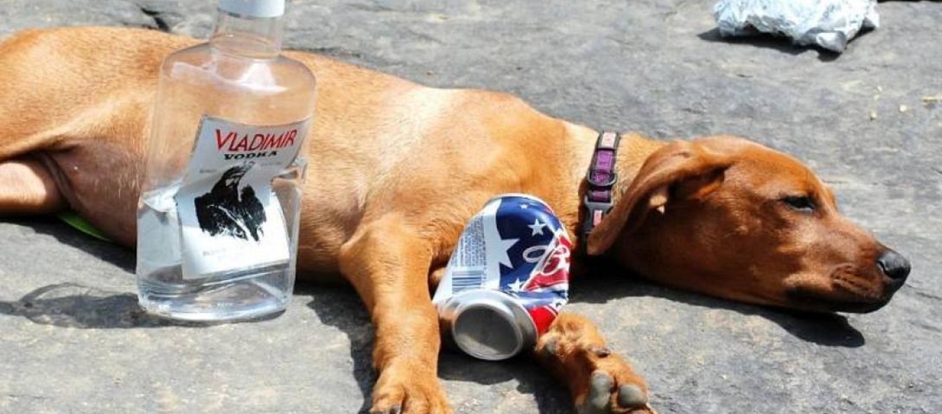 Σκύλος έβαλε τον ιδιοκτήτη του για ύπνο επειδή γύρισε μεθυσμένος (βίντεο)