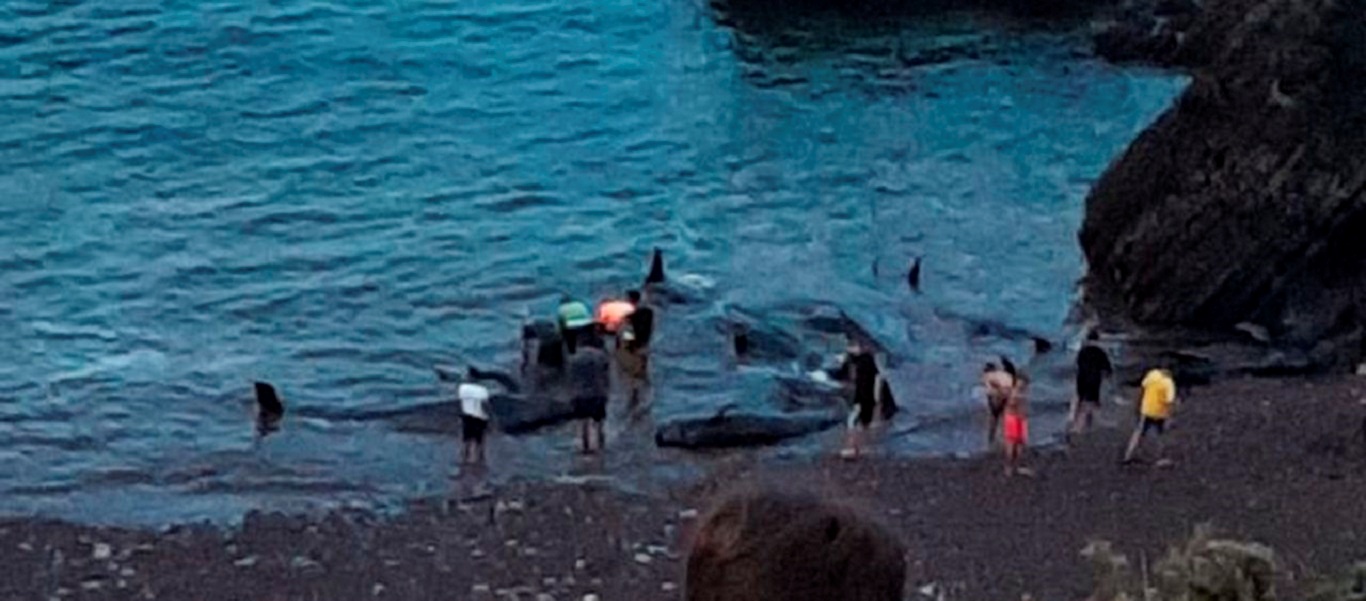 Ισπανία: Μαυροδέλφινα εξόκειλαν σε παραλία της Αστούριας (βίντεο)