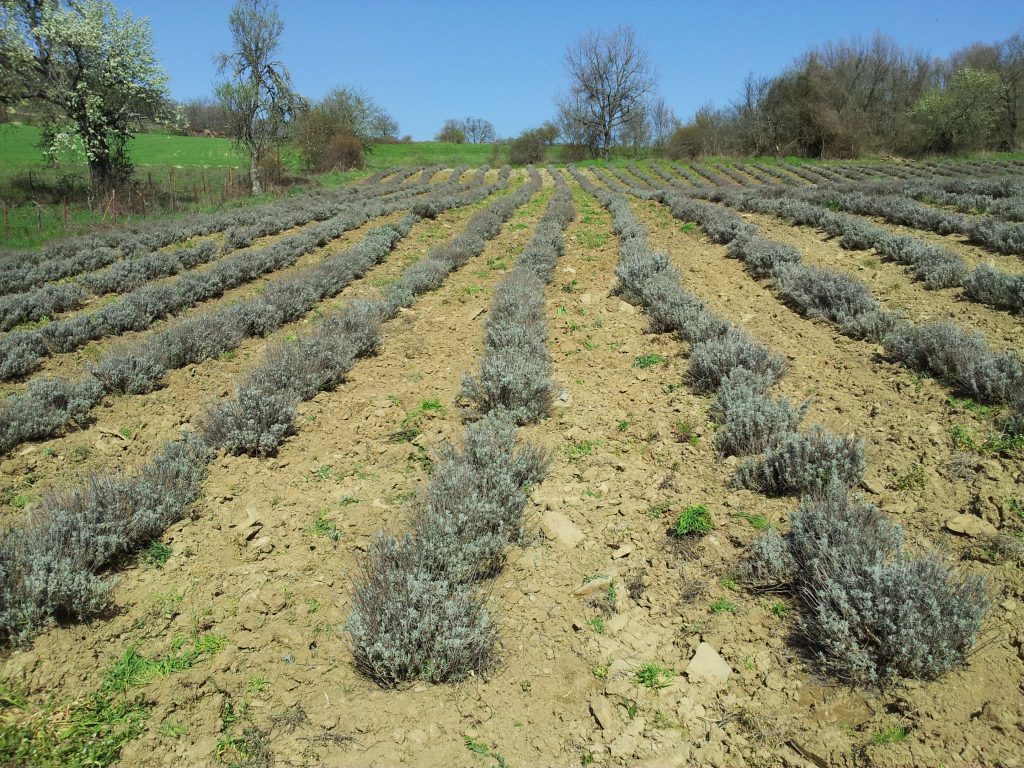 Η ευχή σε χωράφι που έγινε viral: «Όποιος κλέβει τα καρύδια…» (φωτο)