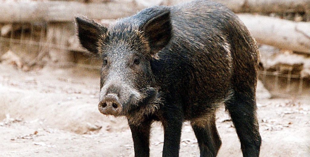 Εθνική Οδός: Κοπάδι από αγριογούρουνα διέλυσε αυτοκίνητο (φωτό)