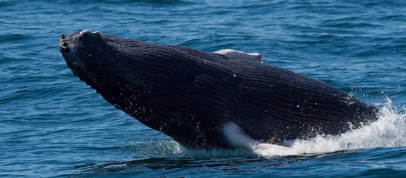 Χαβάη: Μεγάπτερη φάλαινα παίζει «κρυφτό» με τουρίστες που έκαναν κανόε καγιάκ (βίντεο)
