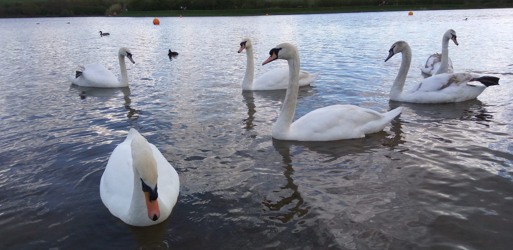 Φλόριντα: Δήμος πουλά τους κύκνους του γιατί είναι… πολυέξοδοι