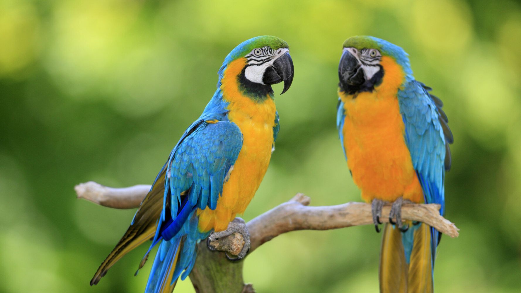 Βρετανία: Σε… πρόγραμμα αναμόρφωσης μπήκαν πέντε παπαγάλοι σε ζωολογικό κήπο επειδή… έβριζαν όταν ήταν μαζί