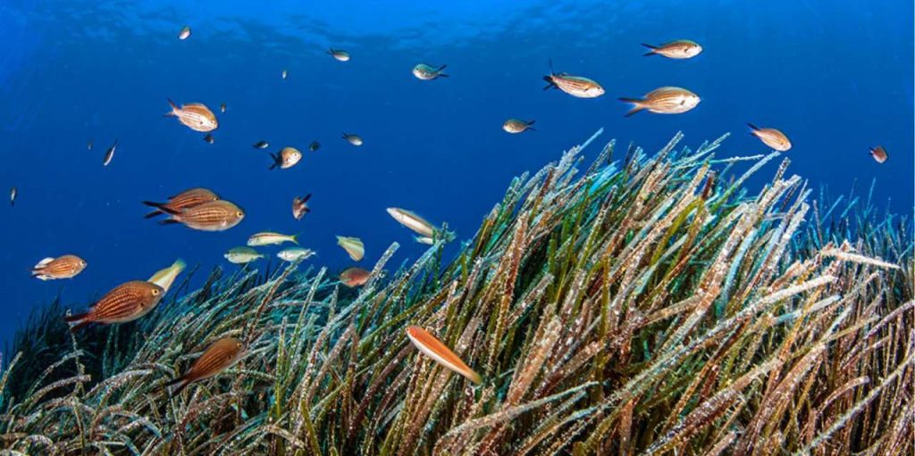 Μελέτη προειδοποιεί: «Ο αριθμός των ξενικών ειδών που εισβάλλουν στην Ευρώπη αναμένεται να αυξηθεί κατά 64% έως το 2050»