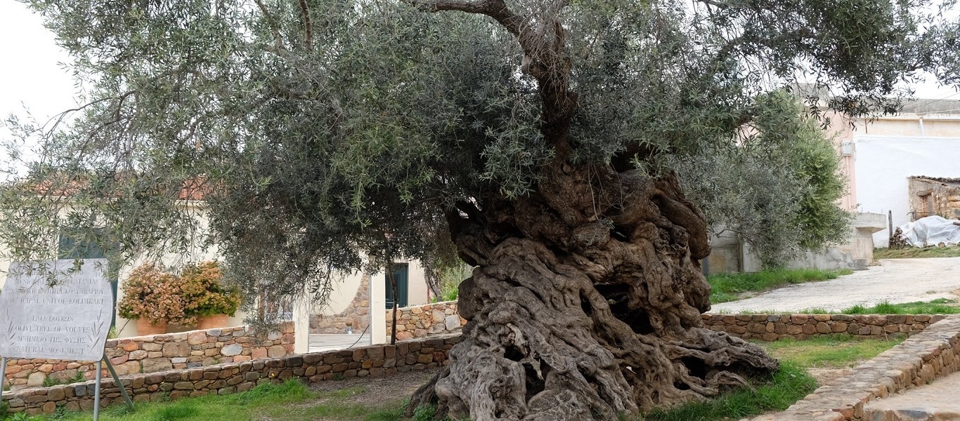 Η Γερμανία υμνεί το κρητικό ελαιόλαδο – Ετοιμάζουν και ντοκιμαντέρ