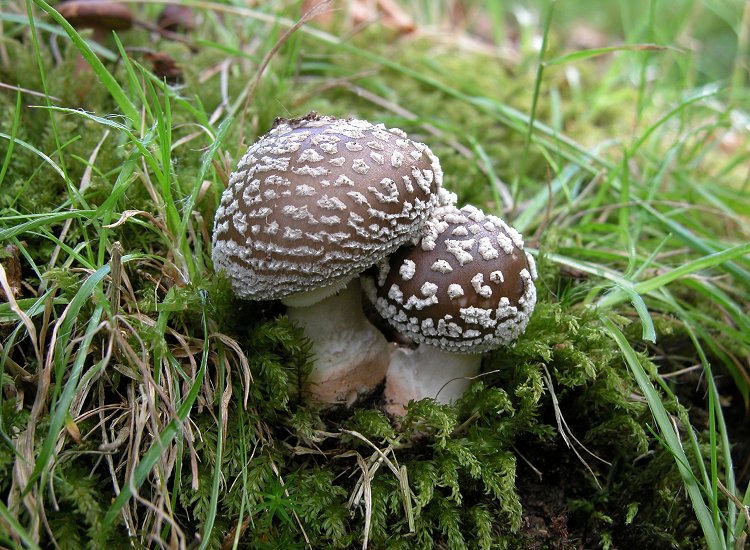 Μπορούν να προκαλέσουν μέχρι και θάνατο: Αυτά είναι τα πέντε πιο δηλητηριώδη μανιτάρια