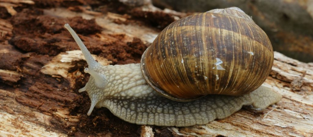 Ούτε σε γυναίκα τέτοια περιποίηση – Άντρας ταΐζει στο στόμα σαλιγκάρι που έχει για κατοικίδιο (βίντεο)