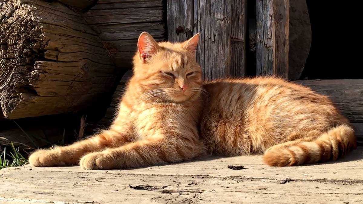 Somya: Η γάτα που θηλάζει τρία νεογέννητα σκαντζοχοιράκια (βίντεο)