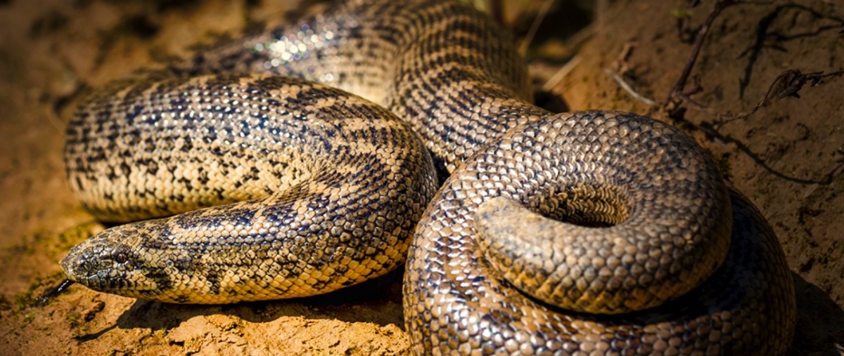 Τενεσί: 8χρονο αγοράκι ζούσε μέσα σε κλουβί παρέα με έναν βόα μήκους 3 μέτρων (φωτό)