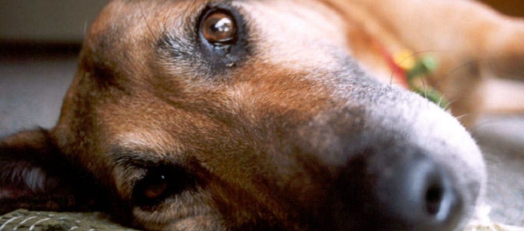 Σε διαθεσιμότητα ο υπάλληλος της ΔΕΗ που βασάνισε τον σκύλο του μετά την παρέμβαση Κ.Χατζηδάκη