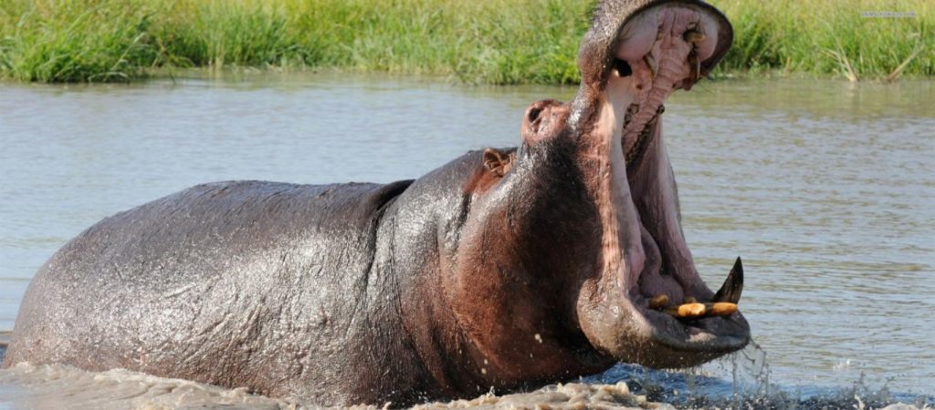 Βίντεο: Μικρό αγόρι έγινε… γεύμα για έναν πεινασμένο ιπποπόταμο που το κατασπάραξε