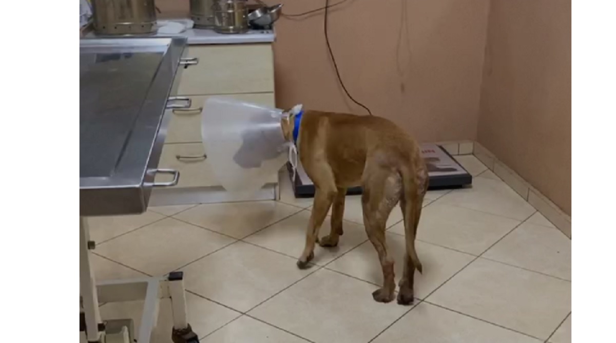 Κτηνίατρος που έσωσε το σκύλο στα Χανιά: «Αν αργούσε πέντε λεπτά δε θα ζούσε – Το θέαμα ήταν σοκαριστικό» (φώτο-βίντεο)