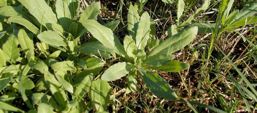 Οδηγός επιβίωσης για άγρια χόρτα – Αυτά επιτρέπεται να καταναλώσεις (φώτο)