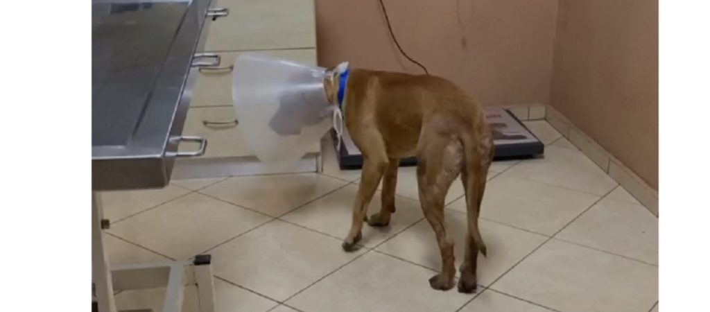 Κρήτη: Εκατοντάδες αιτήσεις για υιοθεσία του σκύλου που βασανίστηκε