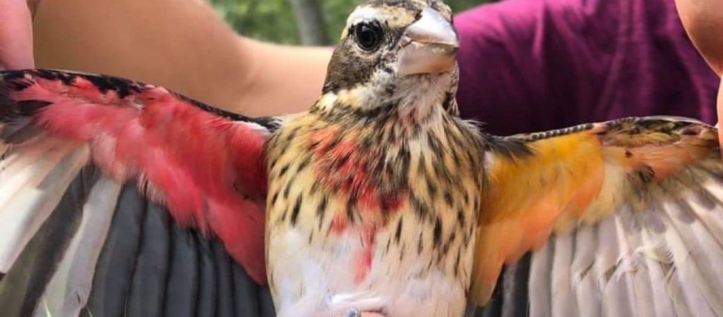 ΗΠΑ: Εντοπίστηκε σπάνιο πτηνό με διχασμένη προσωπικότητα – Μισό αρσενικό και μισό θηλυκό (φώτο)