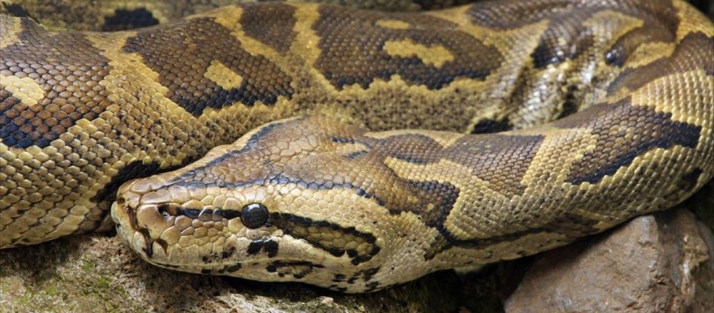 ΗΠΑ: Κυνηγοί φιδιών δίνουν «μάχη» με έναν τεράστιο πύθωνα Βιρμανίας (βίντεο)