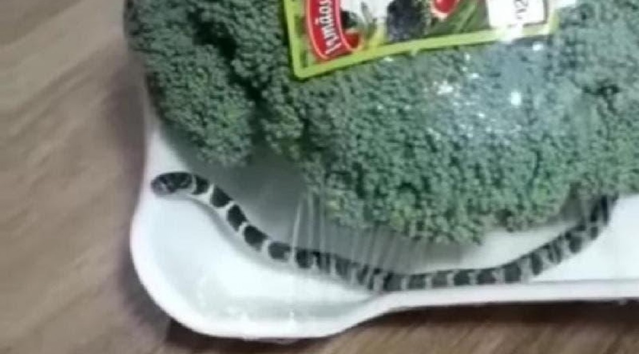 Γυναίκα βρήκε φίδι μέσα σε συσκευασία μπρόκολου (βίντεο)