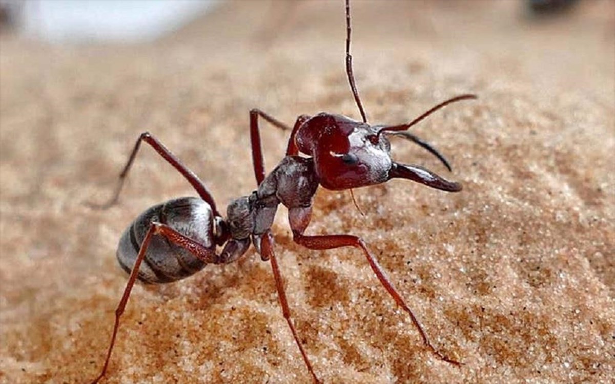 Εφτά τρόποι για να πείτε «αντίο» στα μυρμήγκια στην κουζίνα