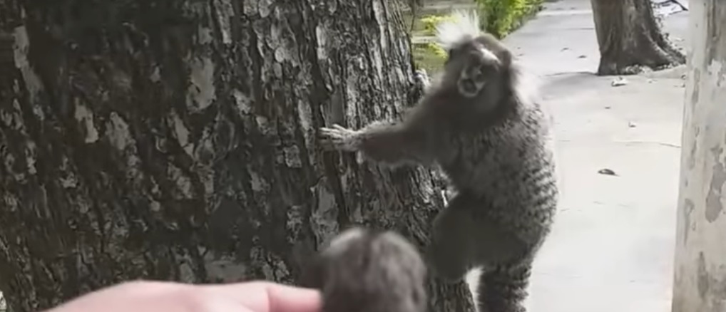 Άνδρας στη Βραζιλία βρίσκει ένα νεογέννητο μαϊμουδάκι στον δρόμο και το επιστρέφει στην μητέρα του (βίντεο)