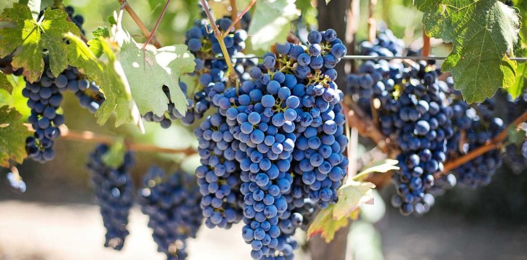 Οι θεραπευτικές ιδιότητες του σταφυλιού