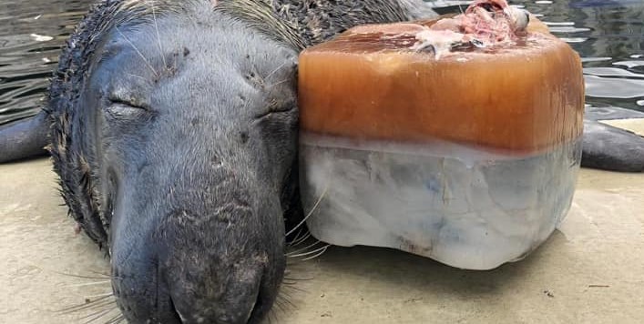 Φώκια γιόρτασε τα γενέθλια της με μια τεράστια… «ψαρό-τούρτα» (φωτό)