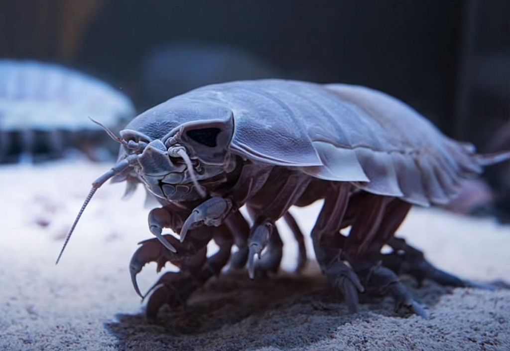 Αυτά είναι τα δέκα πιο επικίνδυνα πλάσματα του κόσμου (βίντεο)