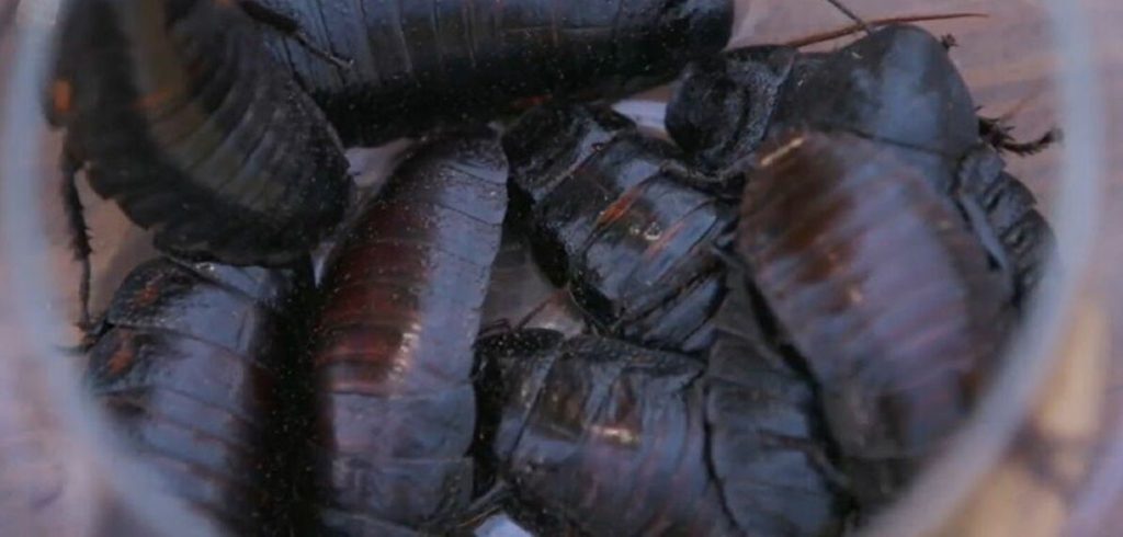 GNTM 3: Οι διαγωνιζόμενοι φωτογραφήθηκαν με… κατσαρίδες στο πρόσωπo τους