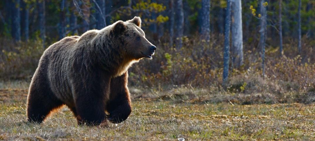 Κολούμπια: Τζακ Ράσελ πήρε στο κυνήγι μια… αρκούδα (βίντεο)