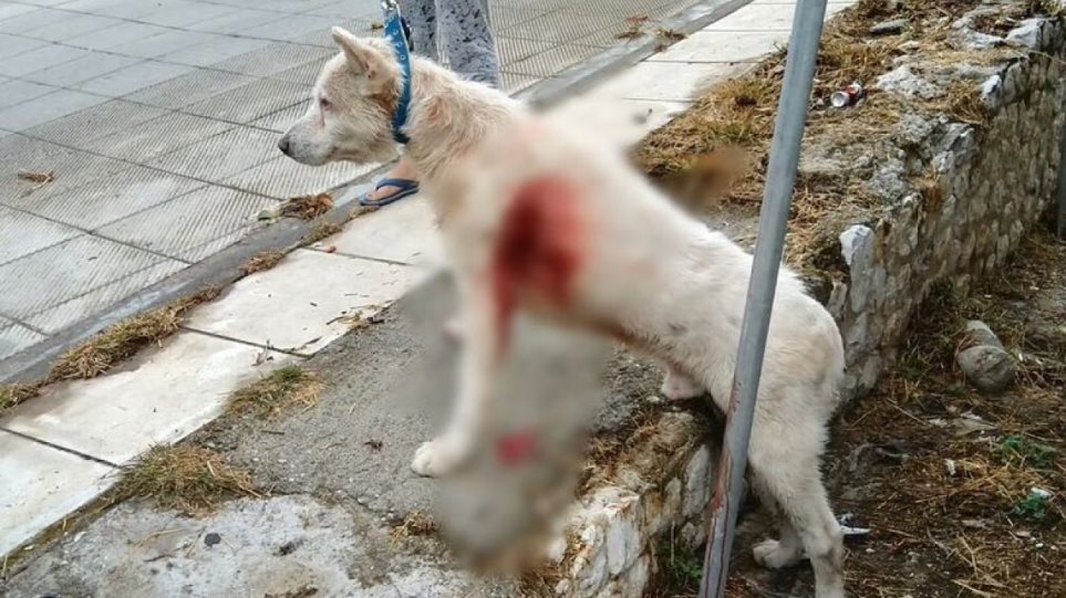 Νίκαια: Μάχη για να κρατηθεί στη ζωή δίνει ο σκύλος που μαχαιρώθηκε από καθηγητή (σκληρές εικόνες)