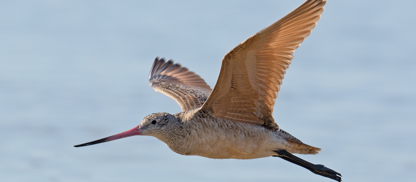 Μαραθώνια πτήση για πουλί που έκανε άυπνο από Αλάσκα έως Ν. Ζηλανδία (βίντεο)