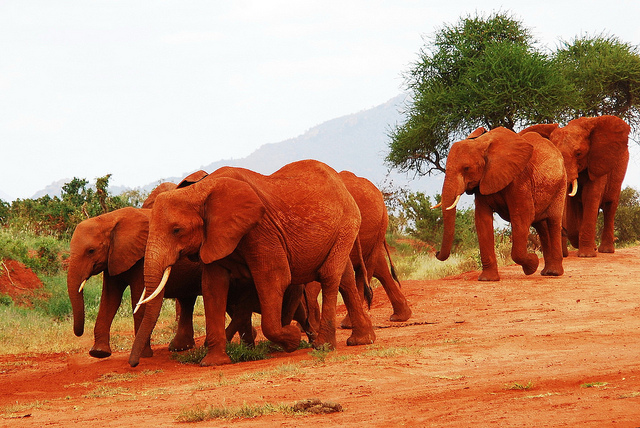 Παράξενο φαινόμενο: Οι ασυνήθιστοι κόκκινοι ελέφαντες στην Κένυα (φωτο)