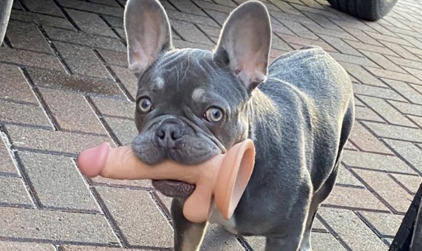 Σκύλος ξετρύπωσε το ερωτικό βοήθημα της αφεντικίνας του και… άρχισε να τρέχει στη γειτονιά! (φώτο)