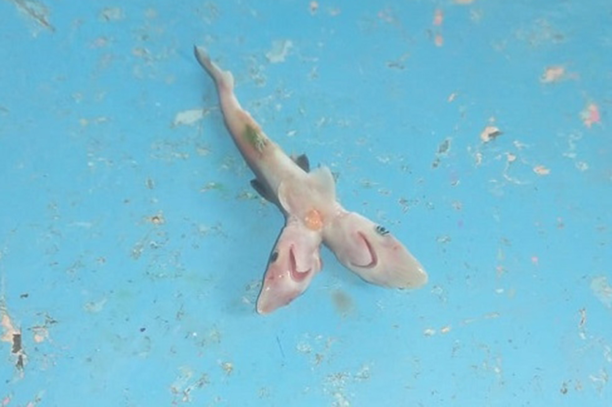 Ψάρεψαν σπάνιο μεταλλαγμένο δικέφαλο καρχαρία – Τον έριξαν ξανά στη θάλασσα (φώτο)