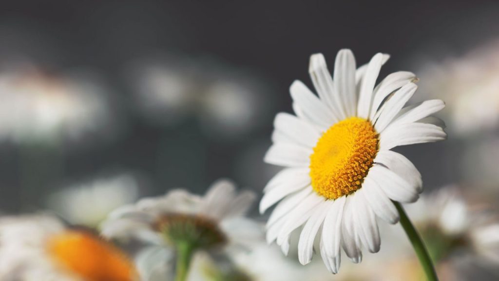 Δείτε πως θα αποξηράνετε τα αγαπημένα σας λουλούδια