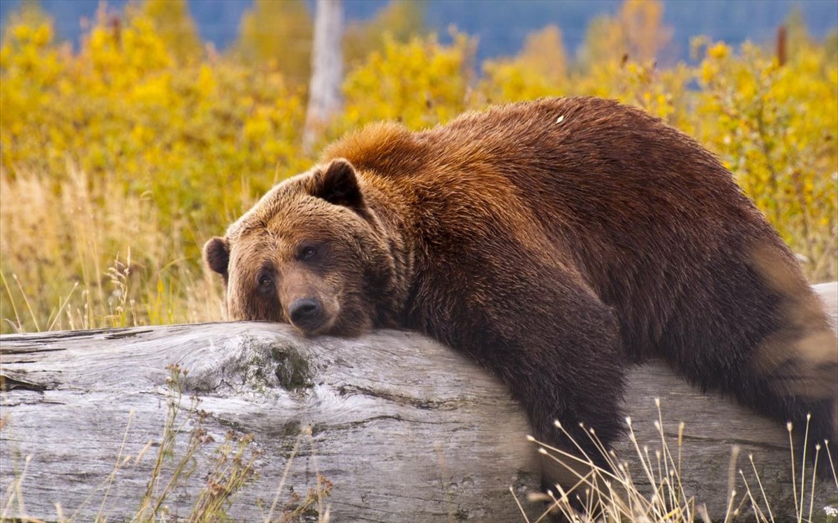 Θα σας φτιάξουν τη διάθεση: Αυτές είναι ίσως οι πιο… παιχνιδιάρες αρκούδες (βίντεο)