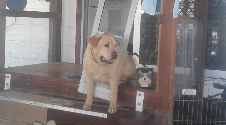 Σκύλος ακολουθεί αυστηρή δίαιτα γιατί… κόλλησε στο πορτάκι (φώτο)