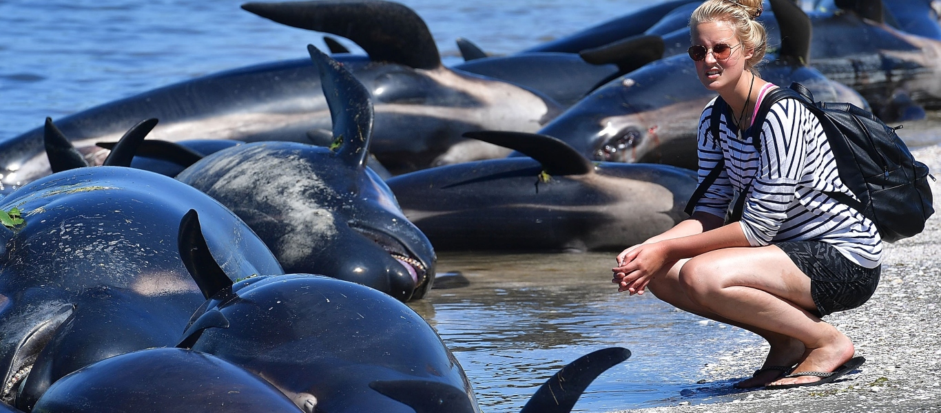 Νέα Ζηλανδία: Δώδεκα φάλαινες έχασαν την ζωή τους – Εγκλωβίστηκαν σε βραχώδεις εκτάσεις