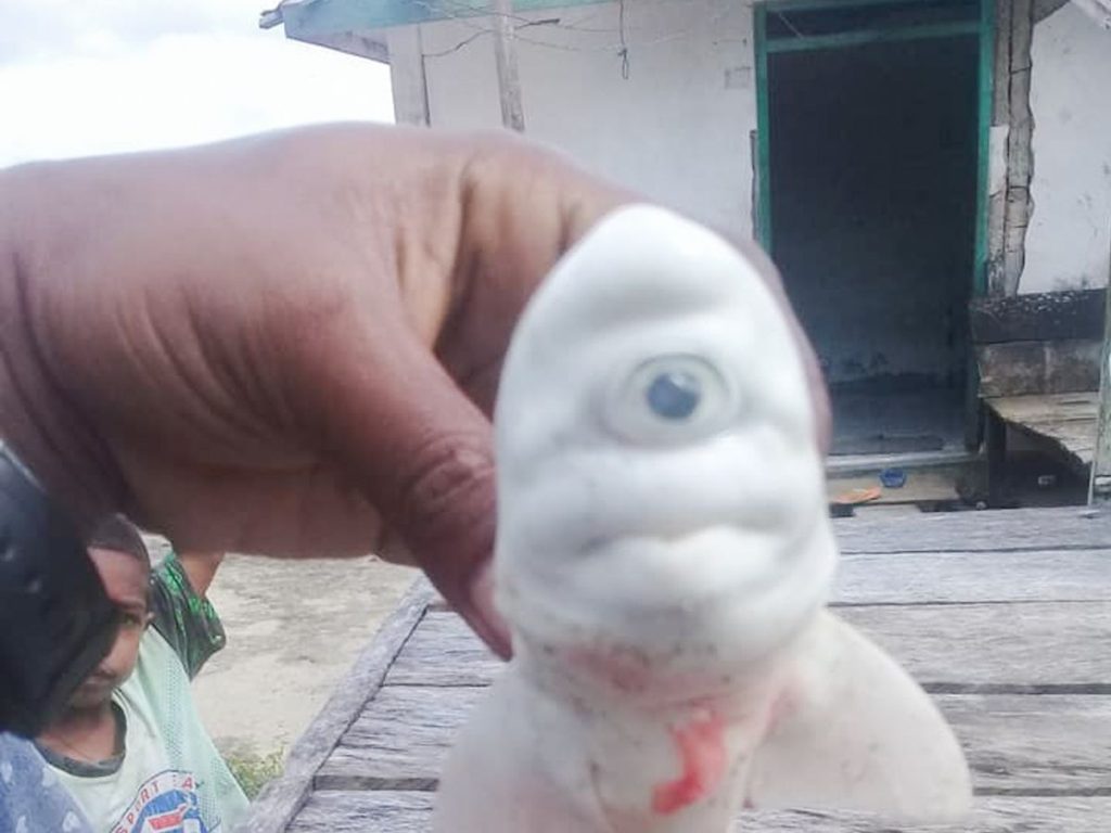 Ψαράδες έπιασαν έναν καρχαρία… Κύκλωπα (φώτο)