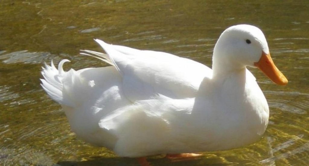 Θα «λιώσετε» – Η επική αντίδραση πάπιας όταν τη… γαργαλάνε! (βίντεο)