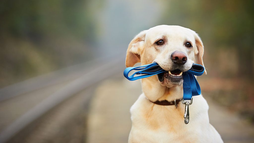 Κυβέρνηση: Τέλος και οι νυχτερινές βόλτες των κατοικίδιων – Ν.Χαρδαλιάς: «Να πάτε πριν τις 00:30»
