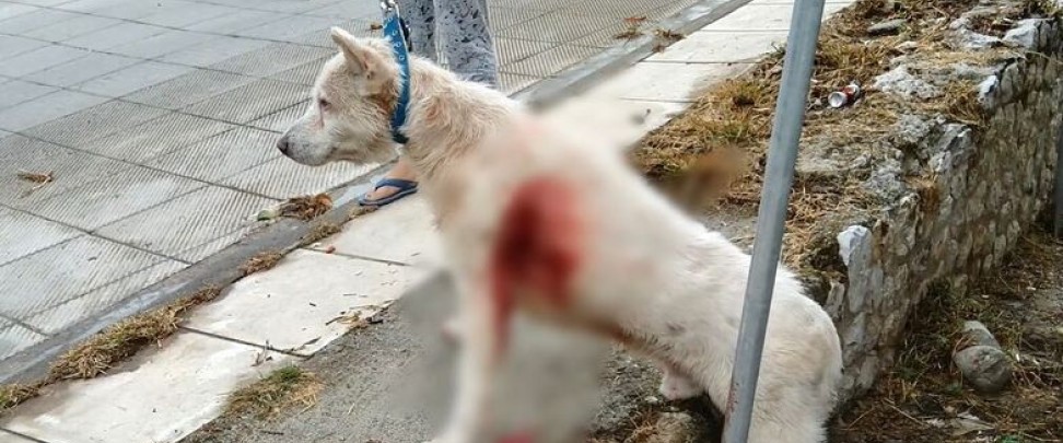 Νίκαια: Ενώπιον της δικαιοσύνης οι δυο άνδρες που κατηγορούνται για τη βάναυση κακοποίηση σκύλου (φωτό)