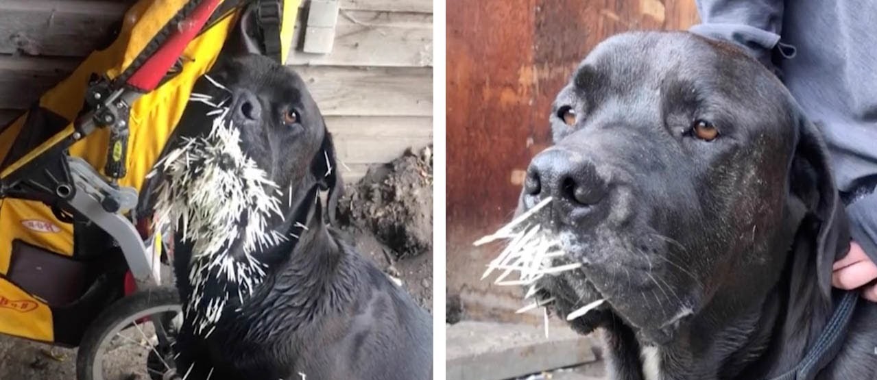 Σκύλος δέχθηκε επίθεση από σκαντζόχοιρο – Ο κτηνίατρος του έβγαλε πάνω από 500 αγκάθια (βίντεο)