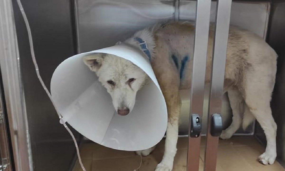Επέστρεψε υγιής στο αφεντικό του ο σκύλος που μαχαιρώθηκε στη Νίκαια (βίντεο)