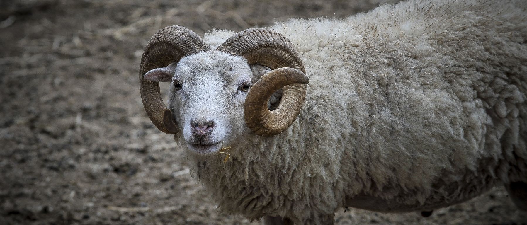 Κρήτη: Κριάρι έριξε κτηνοτρόφο σε γκρεμό 15 μέτρων
