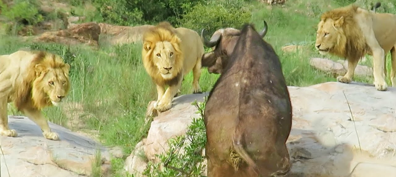 Λιοντάρια περικύκλωσαν τραυματισμένο βουβάλι – Προσπάθησε να πολεμήσει για τη ζωή του (βίντεο)