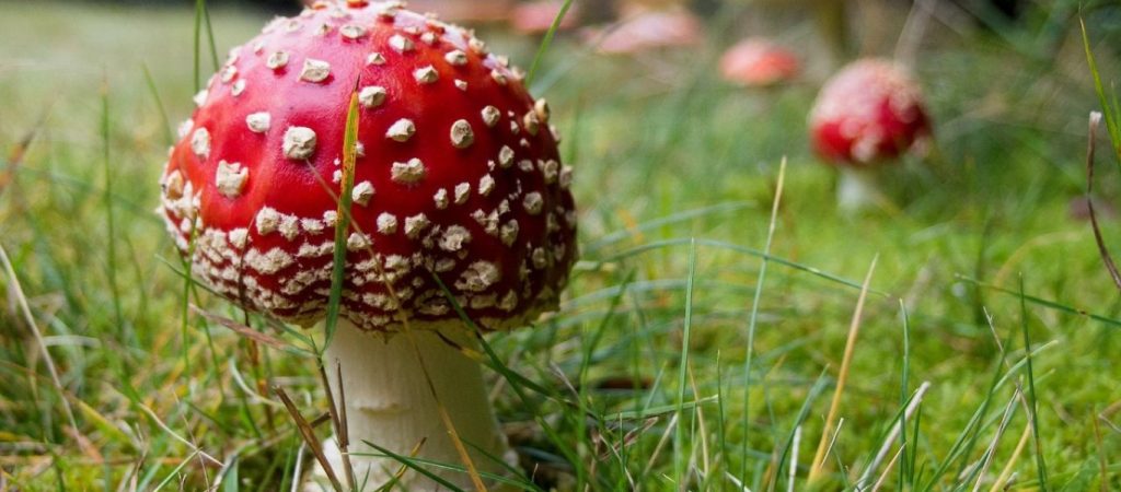 Τα «μαγικά μανιτάρια» μπορούν να αξιοποιηθούν κατά των ψυχικών διαταραχών;