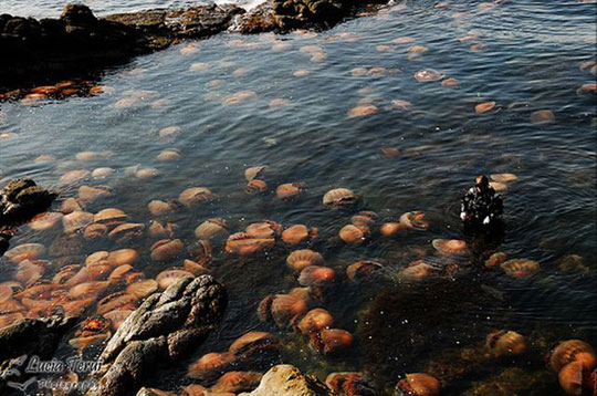 Γιγάντιες μέδουσες εμφανίστηκαν στα νερά της Ιαπωνίας – Ξεπερνούν τα 200 κιλά! (φωτο)