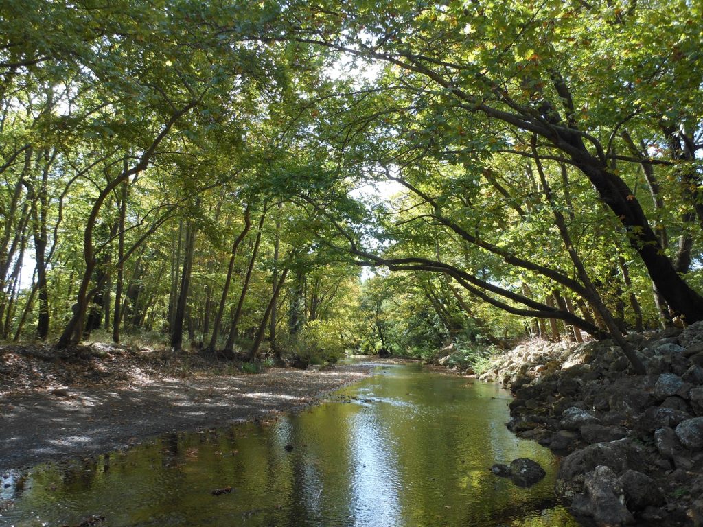 Ιωάννινα: «Θανατηφόρος» μύκητας καταστρέφει δάση από αιωνόβια πλατάνια